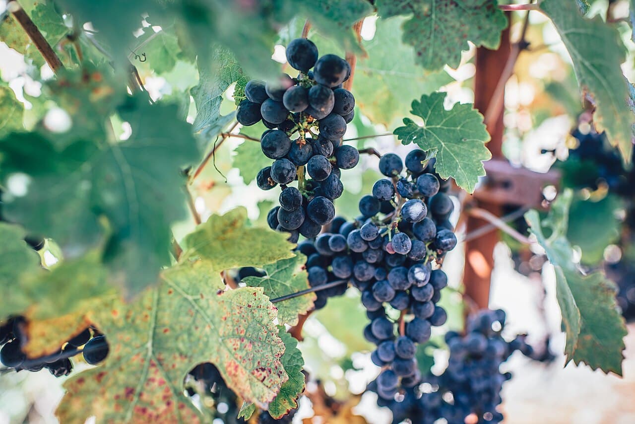 Clusters of dark purple wine grapes hanging on the vine among green grapevine leaves in soft sunlight